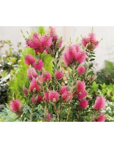 CALLISTEMON HOT PINK C25 7.5L