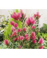 CALLISTEMON HOT PINK C25 7.5L