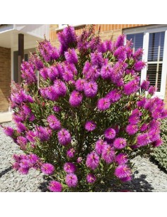 CALLISTEMON HOT PINK C25 7.5L 2