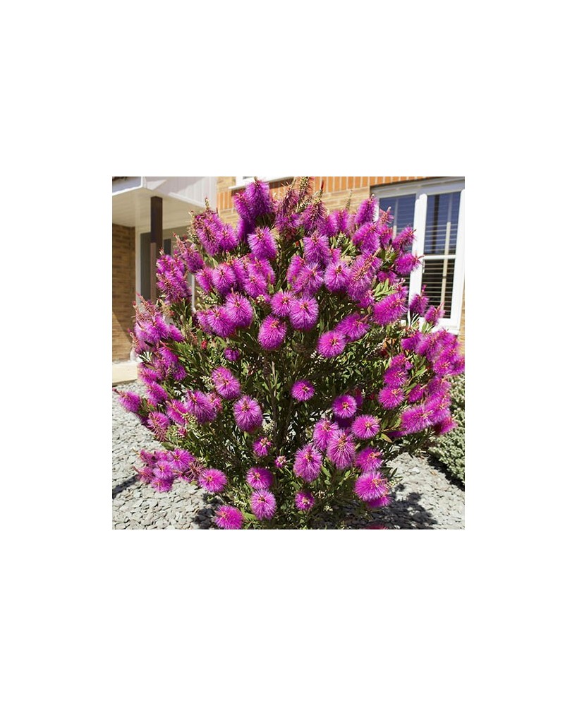 CALLISTEMON HOT PINK C25 7.5L