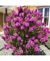 CALLISTEMON HOT PINK C25 7.5L