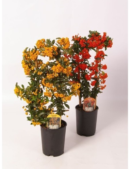 Pyracantha Coc on Trellis M14 arbusto trepador con bayas naranjas para muros y jardines