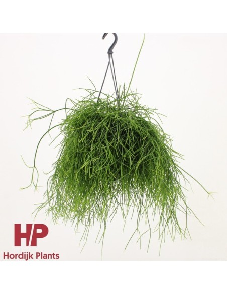 Rhipsalis Baccifera Oasis Hanging M15 planta colgante suculenta fácil cuidado decoración interior exterior