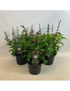 Salvia Salgoon M19 planta ornamental flores moradas follaje verde resistente fácil cuidado