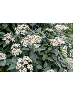 VIBURNUM TINUS EVE PRICE C30 15LT