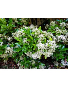 VIBURNUM LUCIDUM C40 30LT