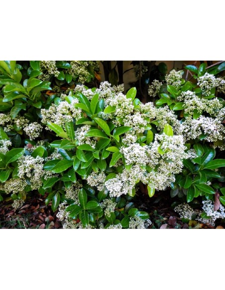 VIBURNUM LUCIDUM C40 30LT