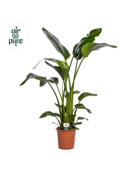 Strelitzia Nicolai 3PP Air So Pure M24 planta tropical grande con hojas variegadas