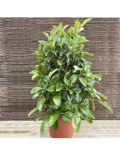 ELEAGNUS EBBINGEI COMPACTA C40 30LT