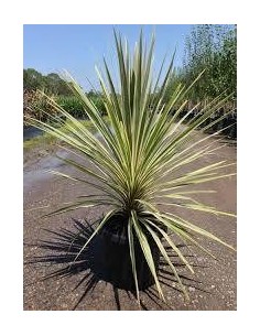 Cordyline Torbay Dazzler C25 planta ornamental 7,5 litros hojas verdes rojizas púrpuras