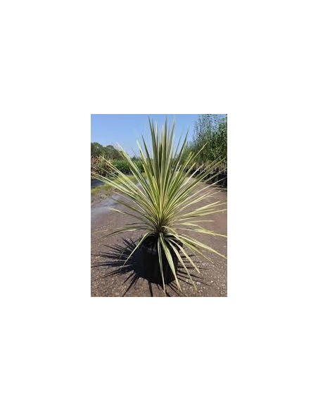 Cordyline Torbay Dazzler C25 planta ornamental 7,5 litros hojas verdes rojizas púrpuras