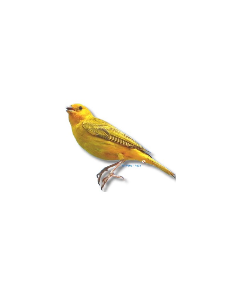 CANARIO COLOR, Serinus Canara