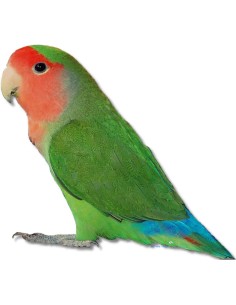 INSEPARABLE DE CUELLO ROJO AGAPORNIS ROSEICOLLIS