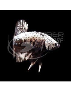 BETTA MACHO MEDIA LUNA SAMURAI NEGRO 5-6CM