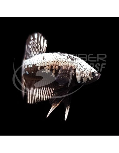 BETTA MACHO MEDIA LUNA SAMURAI NEGRO 5-6CM