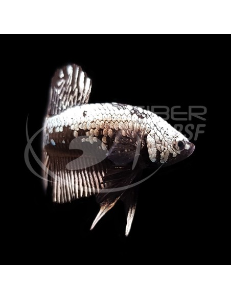 BETTA MACHO MEDIA LUNA SAMURAI NEGRO 5-6CM