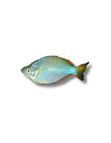 MELANOTAENIA PRAECOX 2,5-3 CM