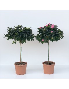 AZALEA COPA