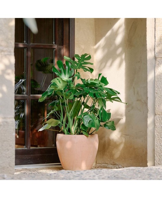 Maceta Campana Delta Antic Terracota 38x34cm Rústica y Decorativa