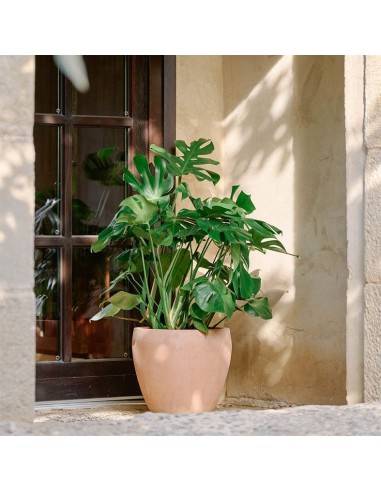 Maceta Campana Delta Antic Terracota 38x34cm Rústica y Decorativa