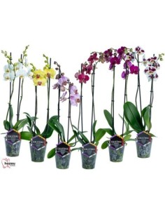 PHALAENOPSIS 2 BR MIX EXTRA M12