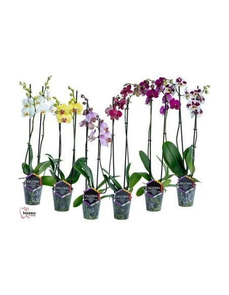PHALAENOPSIS 2 BR MIX EXTRA M12