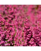 ERICA GRACILIS 36/39 TERRE M16