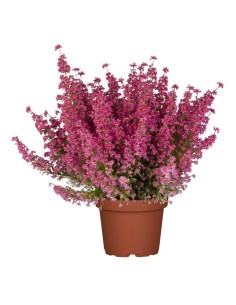 ERICA GRACILIS 36/39 TERRE M16