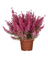 ERICA GRACILIS 36/39 TERRE M16
