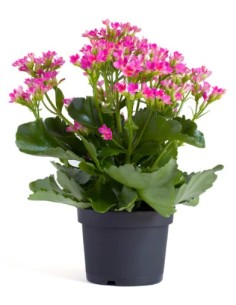 KALANCHOE CALANDIVA MIX M9
