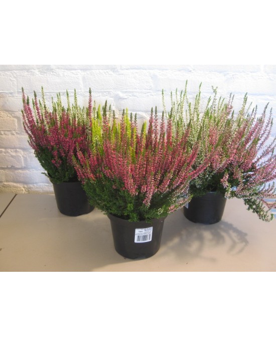 Calluna Vulg Beauty Ladies Twins M15 planta ornamental floración doble para jardines interiores terrazas