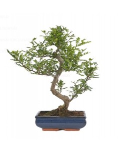 BONSAI 6 AÑOS PODOCARPUS MACROPHYLLUS MISTRAL