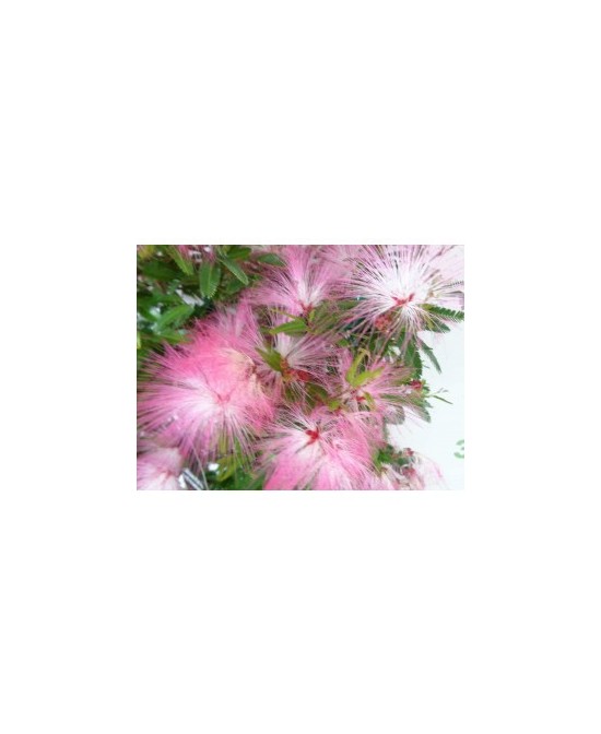 Calliandra Surinamensis Dixie Pink 3.5L 35/45 Planta Ornamental para Jardín y Terraza