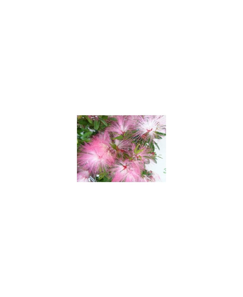 Calliandra Surinamensis Dixie Pink 3.5L 35/45 Planta Ornamental para Jardín y Terraza