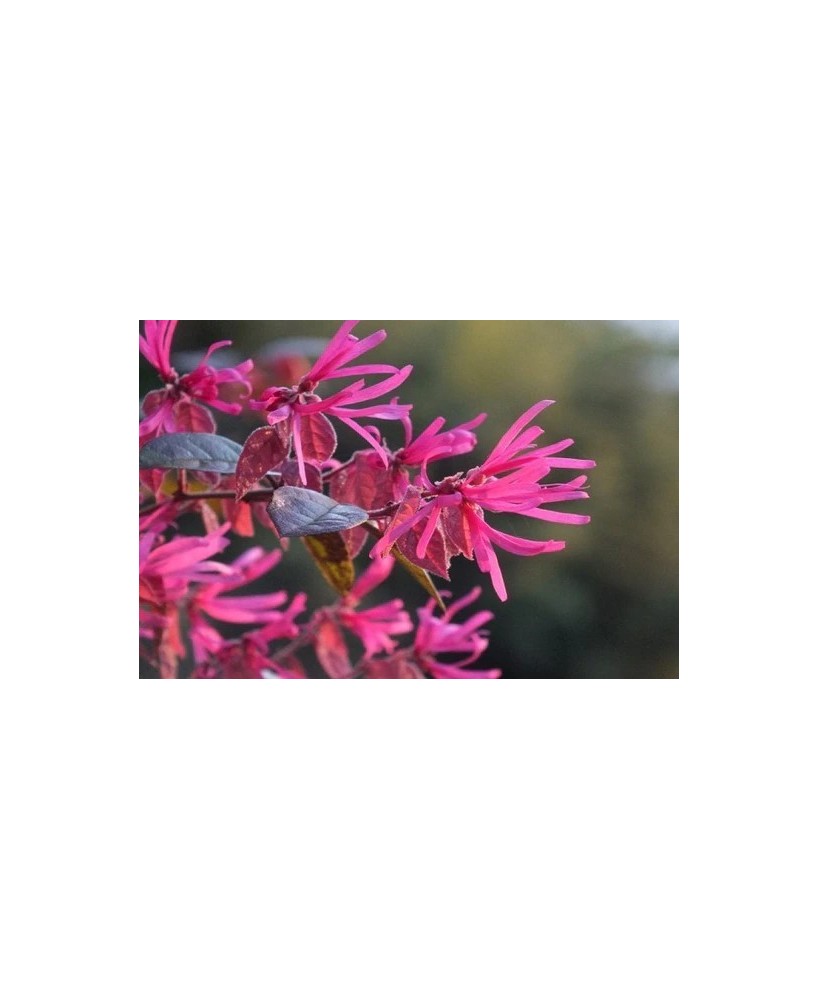 Loropetalum Chinensis 20L 80/100 Pirámide planta ornamental follaje rojizo jardín setos fácil mantenimiento