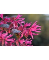 Loropetalum Chinensis 20L 80/100 Pirámide planta ornamental follaje rojizo jardín setos fácil mantenimiento