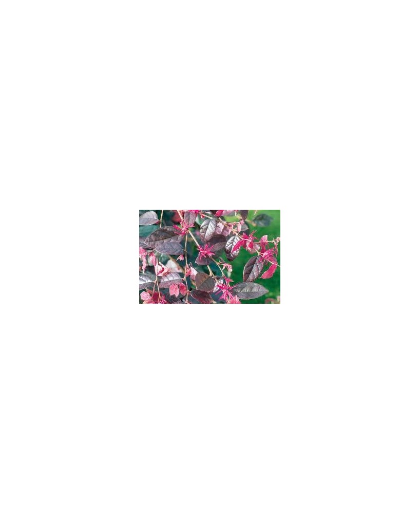 Loropetalum Chinensis 20L 80/100 Pirámide planta ornamental follaje rojizo jardín setos fácil mantenimiento