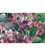 Loropetalum Chinensis 20L 80/100 Pirámide planta ornamental follaje rojizo jardín setos fácil mantenimiento