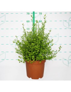 Ceanothus Thyrsiflorus El Dorado 5L 25/35 para jardín y terrazas