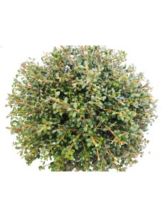 Illex Crenata Glory Gem 10L 30/40 - Arbusto perenne ideal para setos y jardines formales