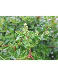 Ligustrum Jonandrum 5L Deco HT 50/70  Arbusto Topiario para Jardines y Terrazas