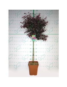 Loropetalum Chinensis Cuadrada 11L HT 40 80/100 Arbusto Ornamental para Jardín