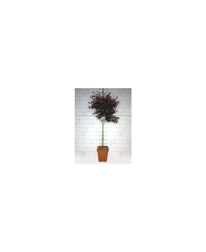 Loropetalum Chinensis Cuadrada 11L HT 40 80/100 Arbusto Ornamental para Jardín