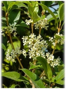Osmanthus Fragrans 5L 25/30 Arbusto Aromático para Jardines y Terrazas