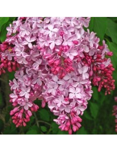 Syringa Vulgaris 5L Cuadrada arbusto ornamental flores lilas jardín terraza 2