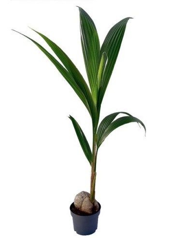 Cocos Nucifera M19 palma de coco planta de interior tropical fácil cuidado