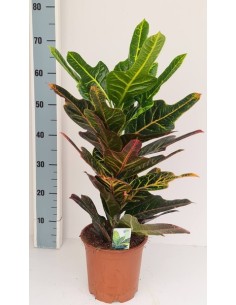 Codiaeum Var Excellent M19 Planta de Interior Follaje Multicolor Fácil Cuidado