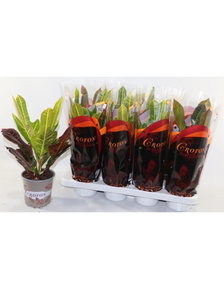 Codiaeum Var Excellent M13 Planta Interior Follaje Multicolor Fácil Cuidado