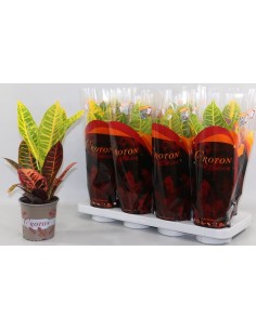 Codiaeum Var Petra M13 planta de interior multicolor fácil cuidado