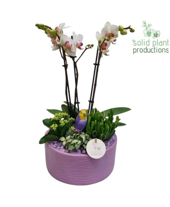 Composición Mix Plants Ceramic Stella Lila M22 maceta cerámica plantas variadas decoración interior